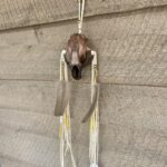 Beaver Skull
