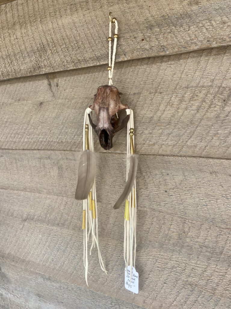 Beaver Skull