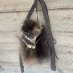 Coon Purse